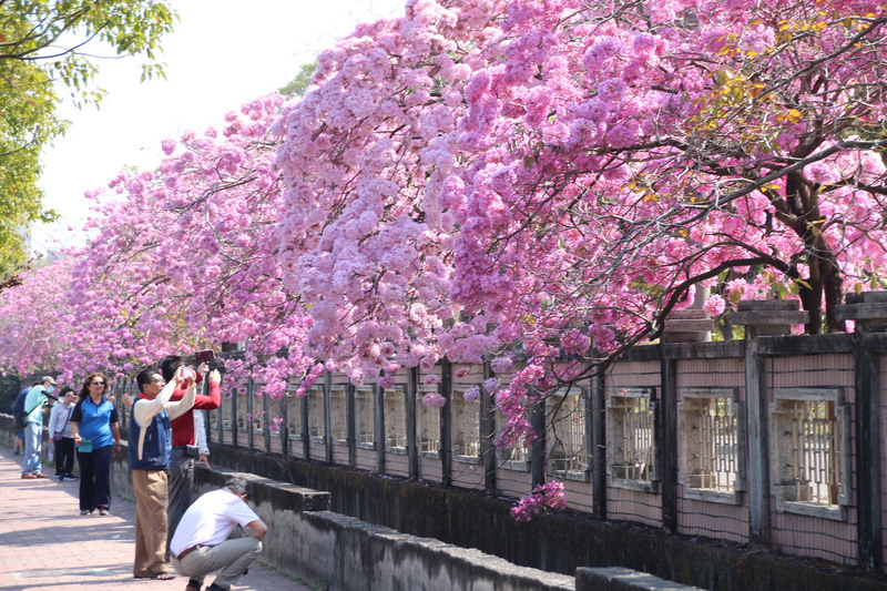 Bunga Sakura