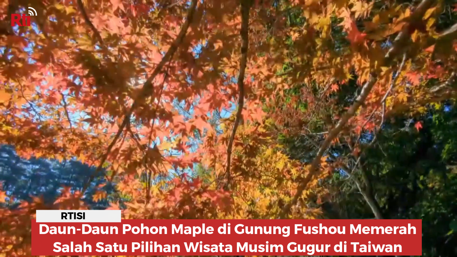 Daun-Daun Pohon Maple di Gunung Fushou Memerah, Salah Satu Pilihan Wisata Musim Gugur di Taiwan
