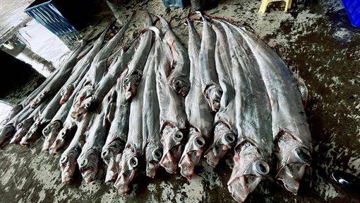 (Taiwan Hari Ini, 12/4) - 50 Ekor Ikan 