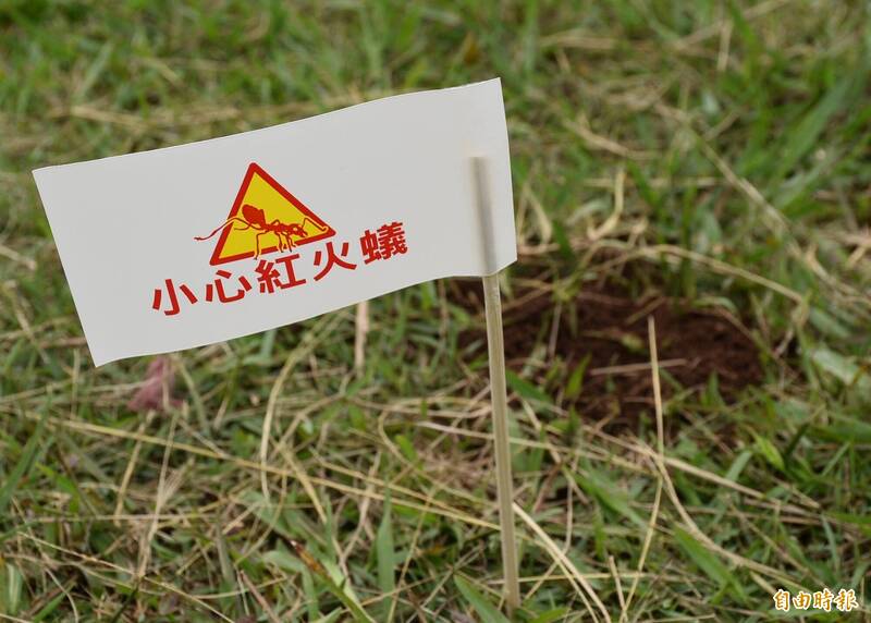 (Taiwan Hari Ini) Taman di Taoyuan Ini Diserbu Pasukan Semut Api, Warga Diminta Jangan Mendekat