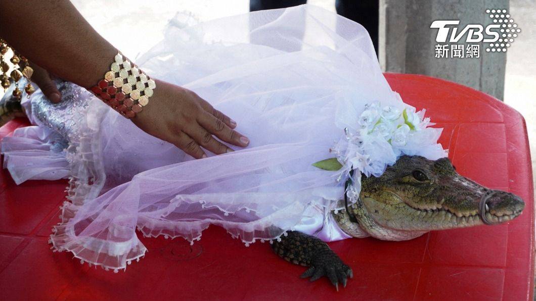 Pria di Meksiko Mempersunting Buaya Sebagai Istrinya, Pengantin Pria: Kami Saling Mencintai