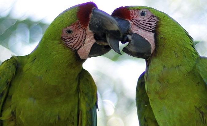 Bak Manusia, Peneliti: LDR & Pergaulan Bebas Sebabkan Burung Bercerai