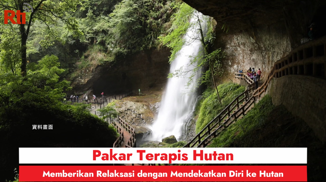 Pakar Terapis Hutan - Memberikan Relaksasi dengan Mendekatkan Diri ke Hutan