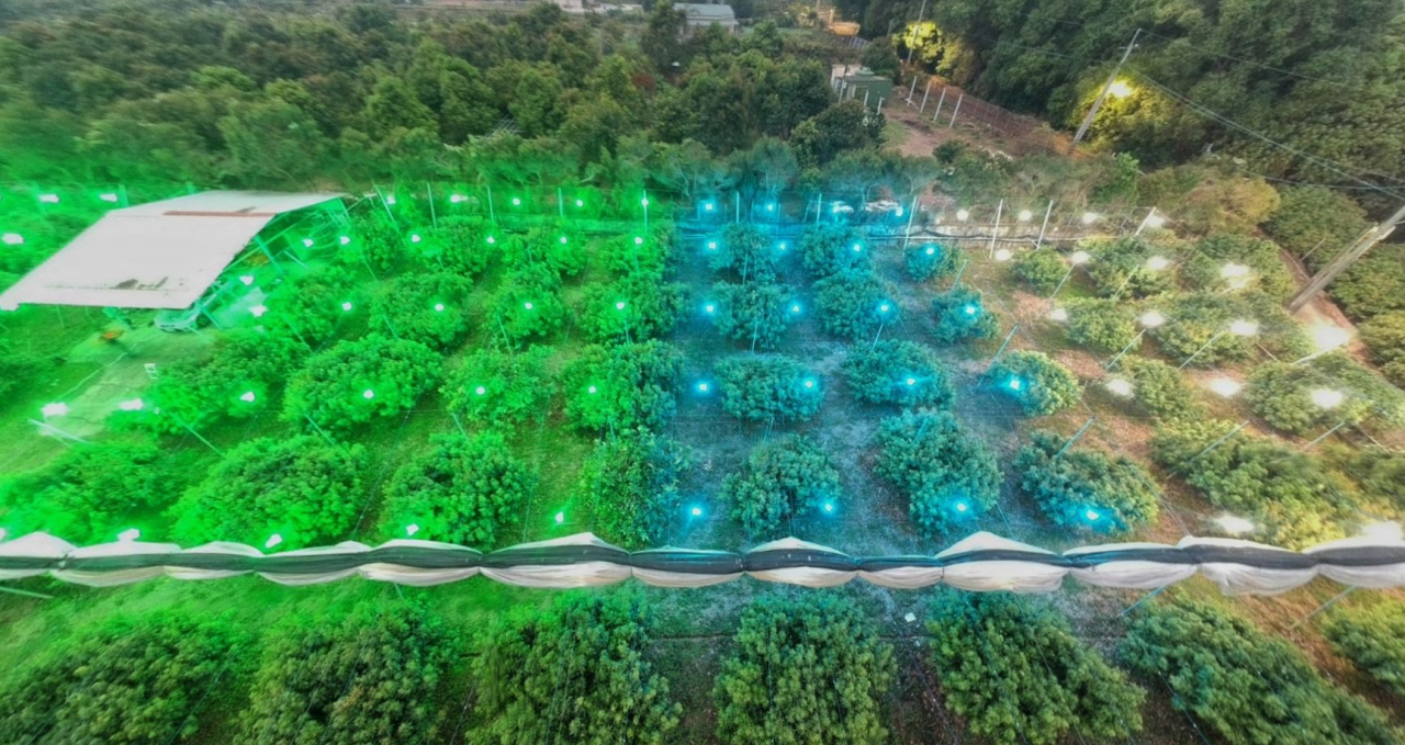 Humantek 240425: Petani Leci di Kaohsiung Gunakan Lampu Hijau untuk Kendalikan Hama Humantek 240425: Petani Leci di Kaohsiung Gunakan Lampu Hijau untuk Kendalikan Hama