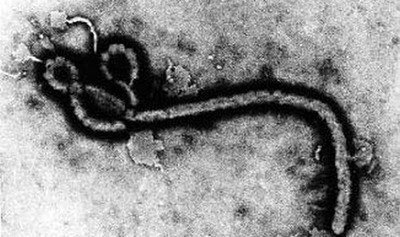 WHO: Kasus Epidemik Virus Ebola Merenggut 1.427 Jiwa
