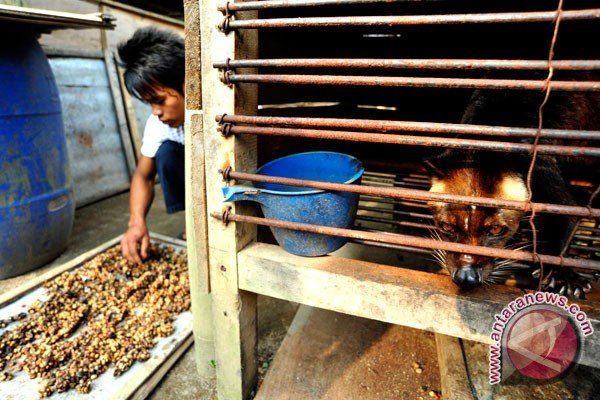 AEKI: Permintaan Kopi Luwak Merosot Sejak 2013