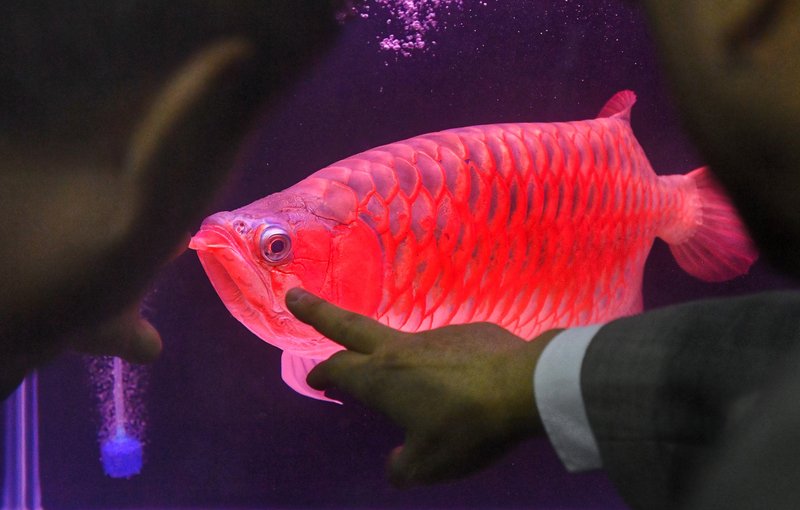 Masyarakat Asia Tenggara Lebih Menyukai Ikan Hias Berwarna Merah Berita Rti Radio Taiwan International