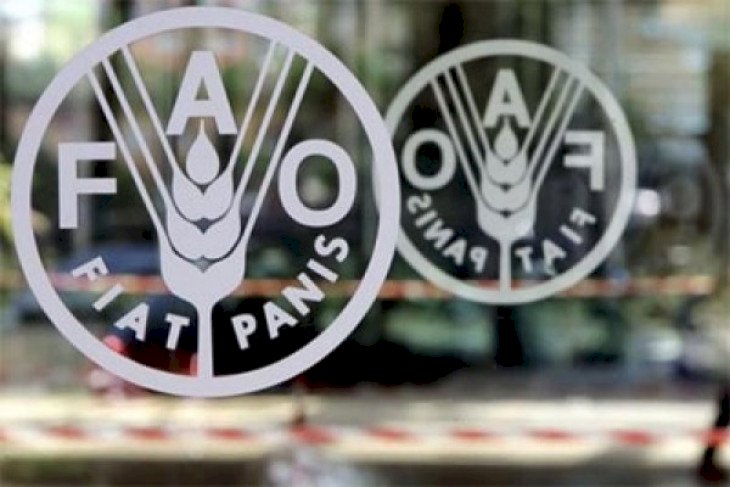 FAO dukung optimalisasi lahan rawa tingkatkan produksi pangan