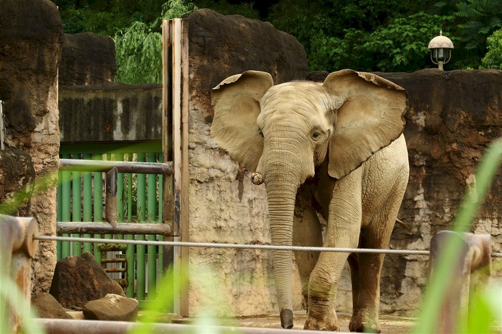Kasus Bintang Mati Akibat COVID-19di India, 28 Ekor Gajah Tes Skrining