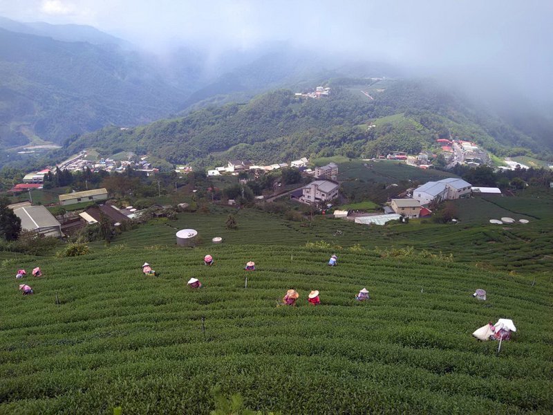 Imigran Baru Asal Vietnam Berperan Penting dalam Pemetikan dan Pembuatan Teh Alishan