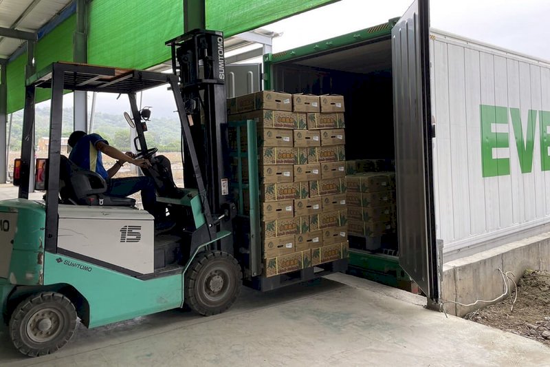 600 Ton Nanas Tainan Diekspor ke Jepang