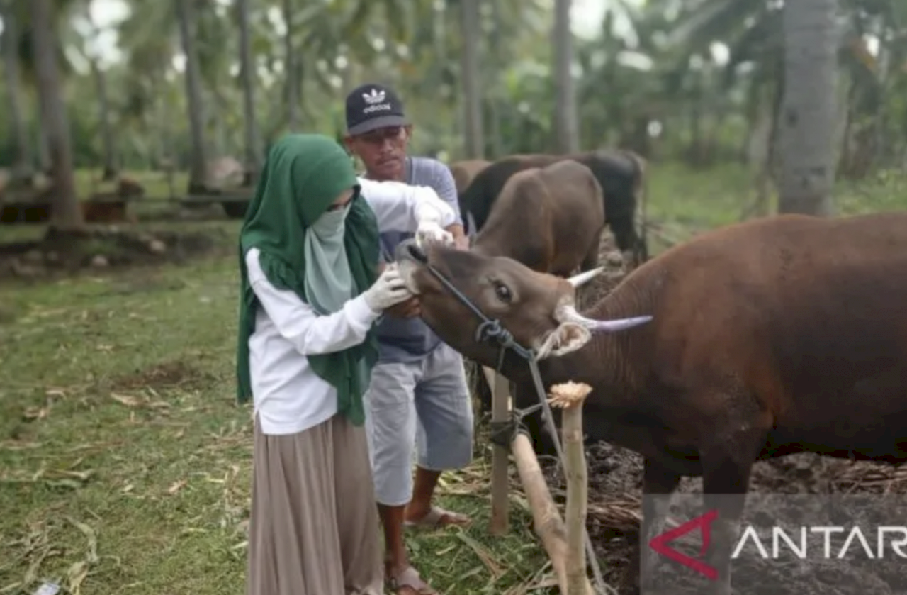 Disnakkeswan Gorontalo Utara Belum Temukan Virus PMK pada Ternak Sapi
