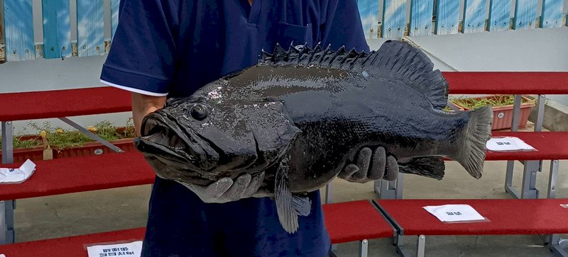 Kantor Urusan Taiwan Daratan Tiongkok Kritik Ikan Kerapu Taiwan