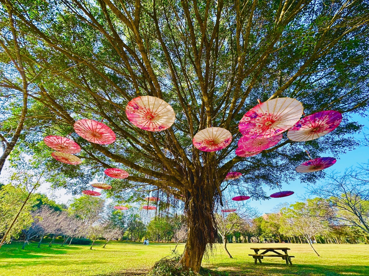 Musim Bunga Sakura NCNU  Salah Satu Pilihan Tempat Wisata