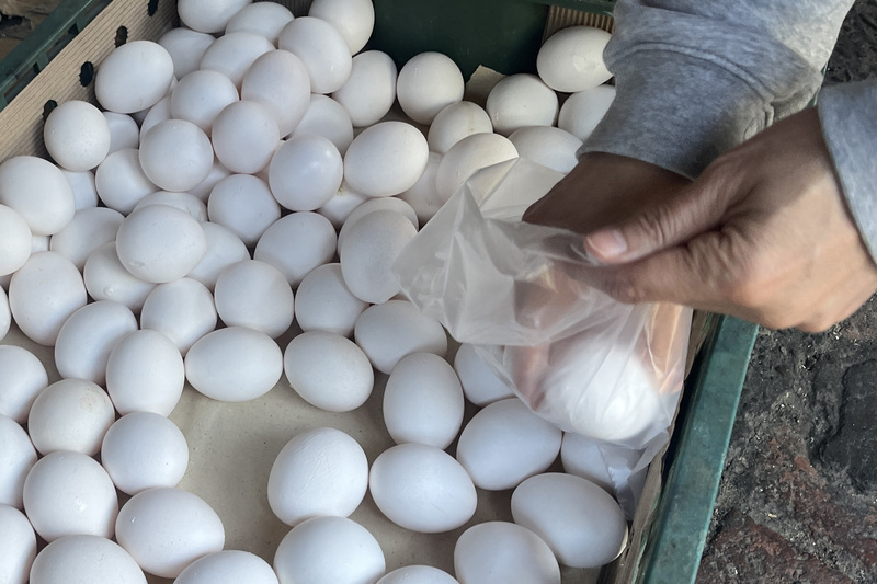 Thailand Berencana Mengirimkan 5 Juta Butir Telur Ayam ke Taiwan (foto: CNA)