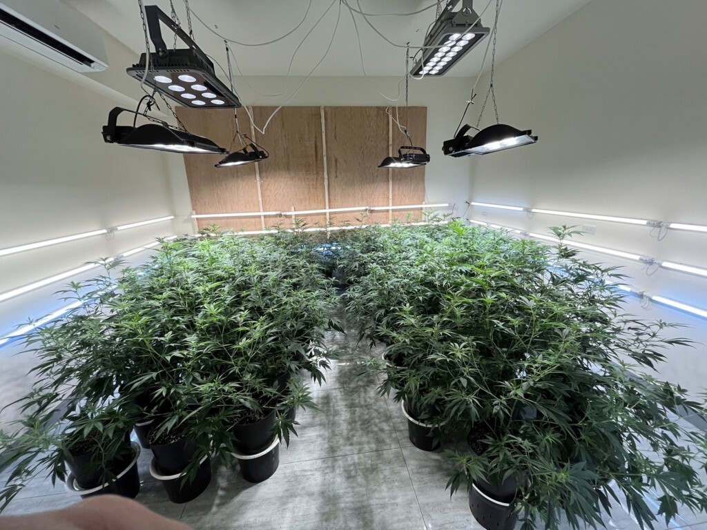 Ayah dan Anak Ditangkap karena Tanam 338 Ganja di dalam Rumah