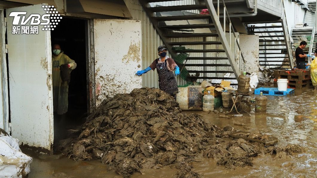 Ketinggian Banjir Chiayi Capai 2,5 Meter, 60 Ribu Ayam Petelur Mati Tenggelam