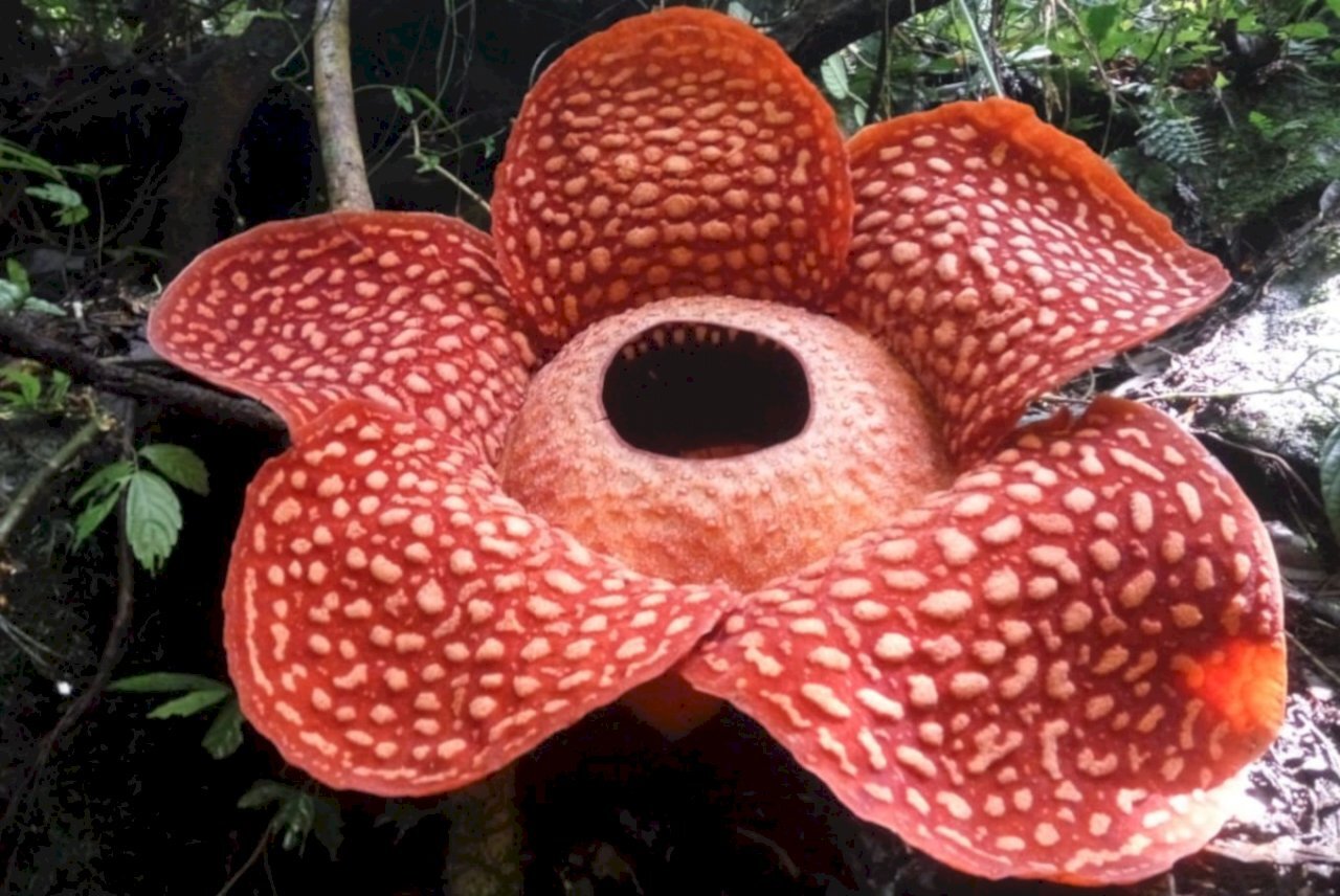 Rafflesia, Bunga Terbesar di Dunia Terancam Punah