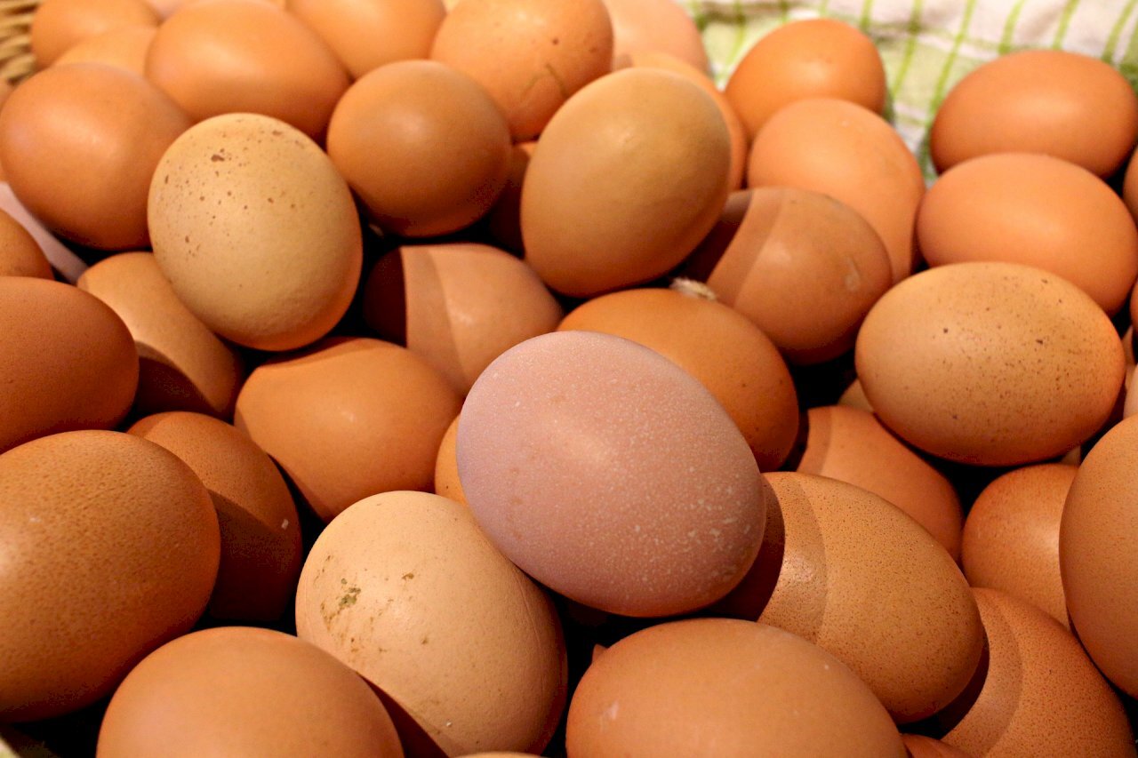 MOA: Taiwan Tolak Impor Telur dari Tiongkok Karena Vaksinasi