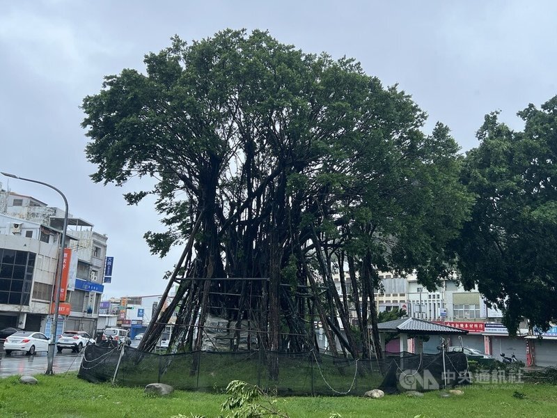 Cacing di Taitung Bermunculan Naik ke Permukaan Jalan, Tanda Gempa Besar Menyusul?