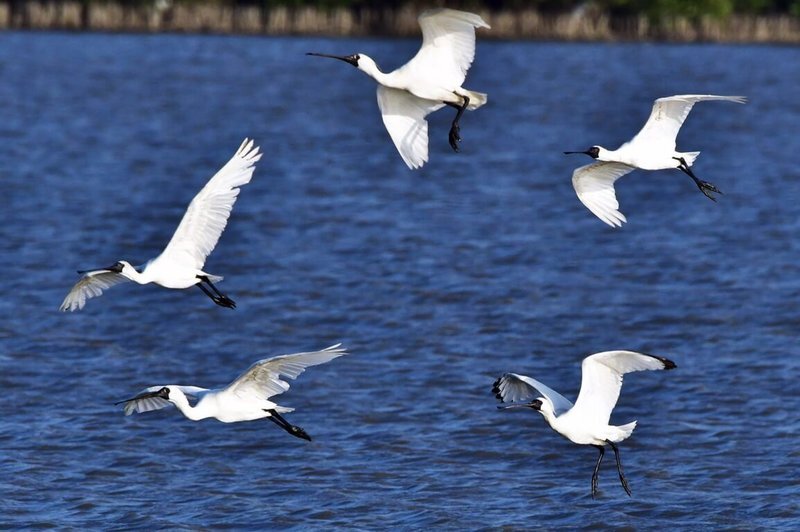 Dalam Setengah Bulan Bertambah 1.000, Burung Ibis Sendok Wajah Hitam di Tainan mencapai 1.528 Ekor