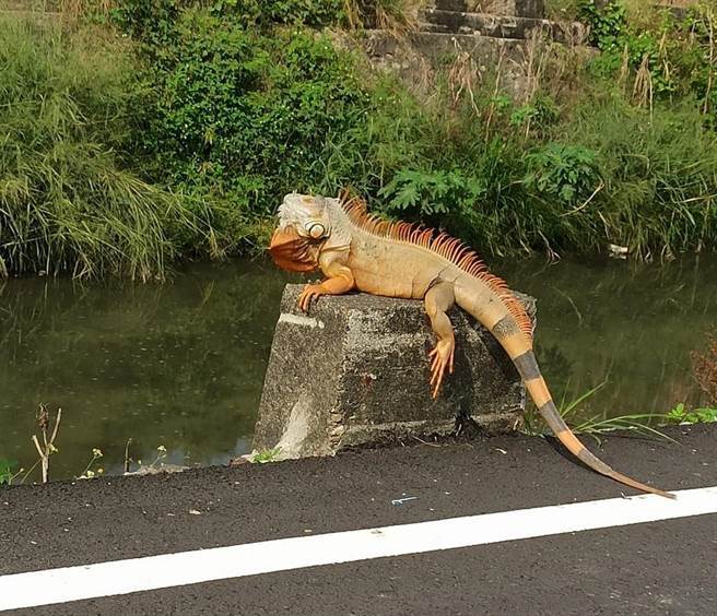 Iguana Berdiri di Depan Altar Dewi Mazu, Netizen: Sembahyanglah Sebelum Tertangkap