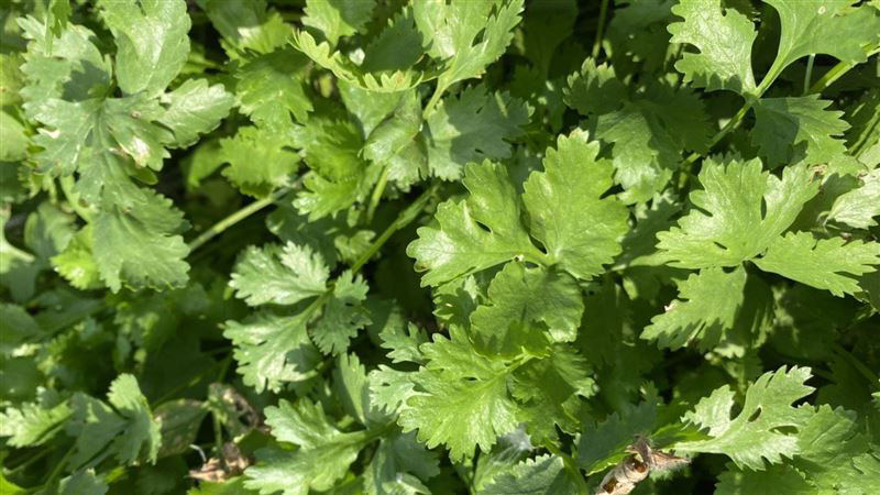 Harga Sayuran Meroket Pasca Taifun Gaemi! Harga Sayuran Ini Melesat Paling Banyak, Mencapai NT$1.000 per 600 Gram, Pembeli Geleng-geleng Kepala