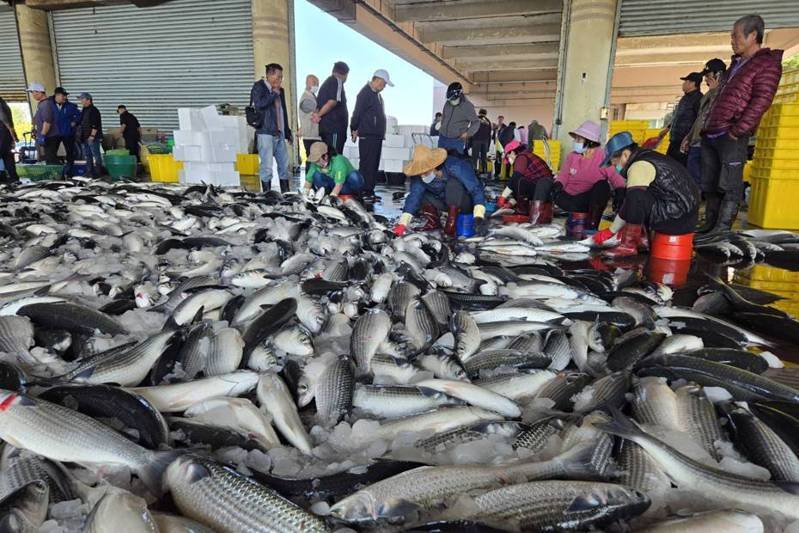 Hawa Dingin yang Membawa Berkah! Panen Ikan Belanak Meningkat Pesat di Pelabuhan Xingda, Kaohsiung