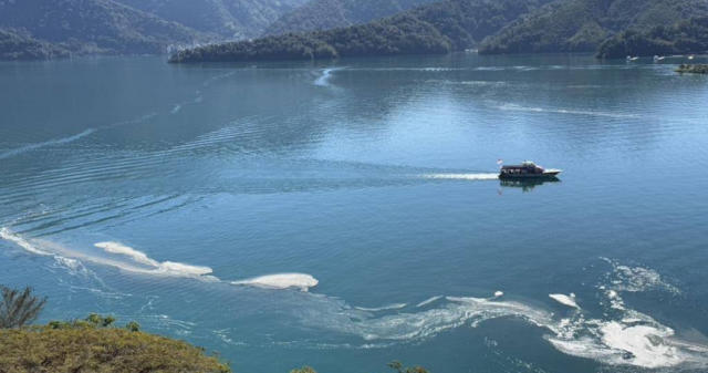 Busa Putih Muncul di Danau Sun Moon lake! Pemerintah Kabupaten Mencari Pelakunya, Denda Maksimum NT$3 Juta