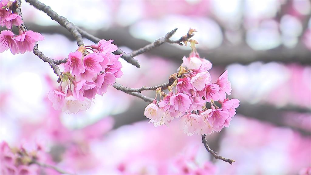 Bunga Sakura Memerah Romantis! Bunga Sakura di Pingjing Street, Gunung Yangmingshan Mekar 70%