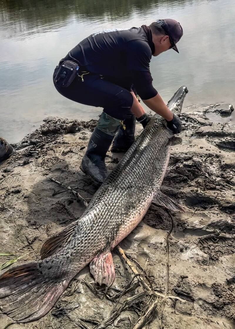 Pemancing di Kaohsiung Berhasil Menangkap Ikan Langka, Peneliti: Ini Adalah yang Terbesar dalam Sejarah Taiwan