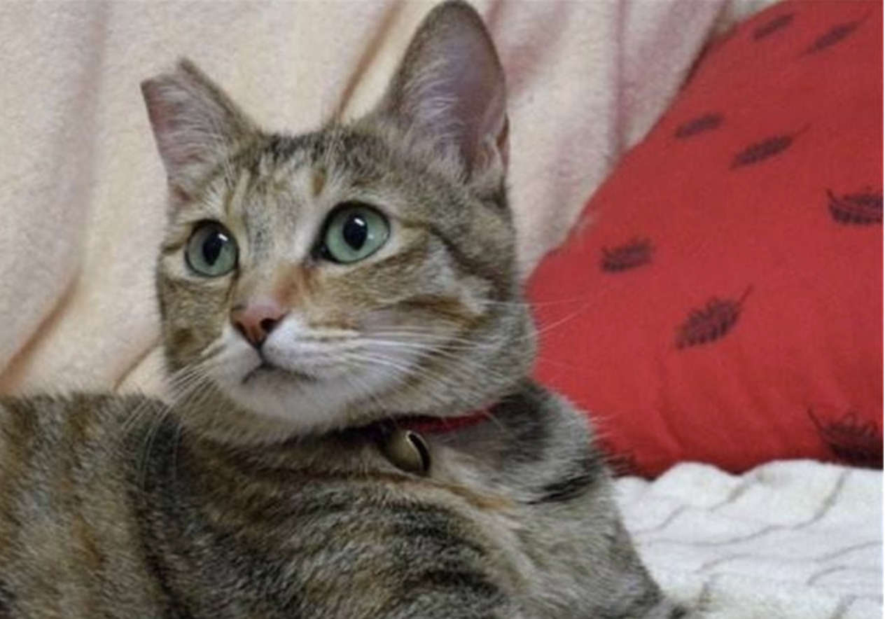 Mengapa Telinga Kucing Liar Terpotong? Apa itu TNR?