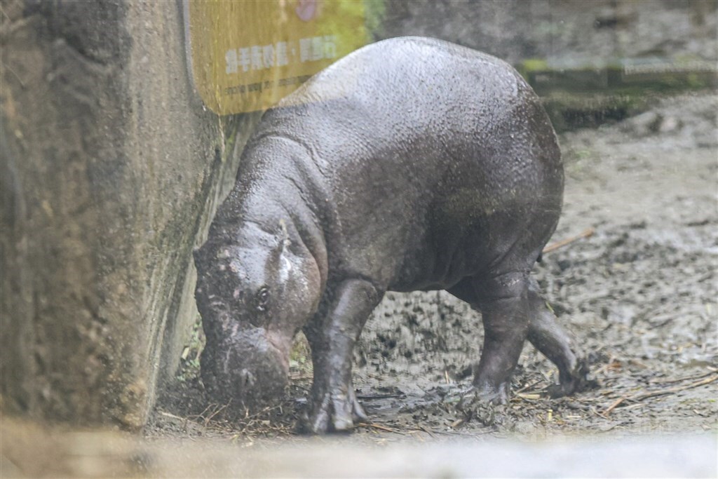 PETA Asia Sayangkan Kematian Kuda Nil Kerdil di Kebun Binatang Taipei