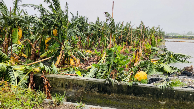 Harga Buah Ini Tengah Mahal di Taiwan, Pakar Sarankan untuk Konsumsi “Sayur” Kebanggaan Warga Taiwan Ini Sebagai Asupan Gizi Pengganti