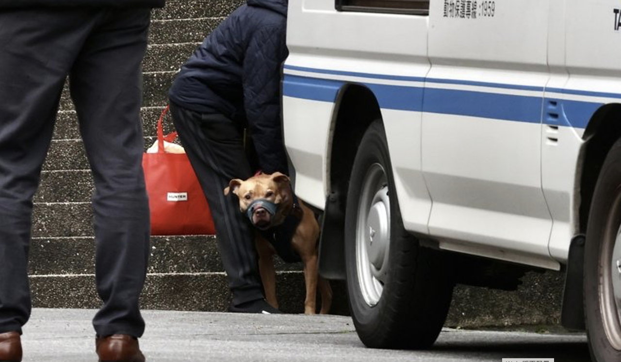 Hewan Piaraan Anjing Pitbull di Seluruh Taiwan Hampir 4.000 Ekor, Paling Banyak di Kaohsiung 502 Ekor