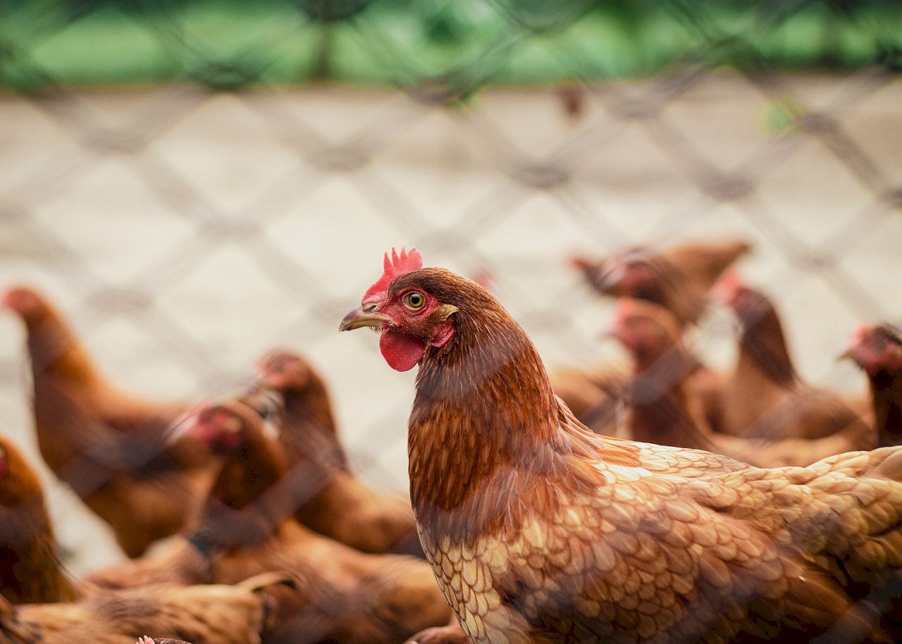 Virus Flu Burung H5N1 Terus Bermutasi, Ahli Menghimbau Waspada Terhadap Pandemi pada Manusia