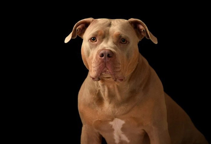 Tiga Tips untuk Menghindari Gigitan Anjing