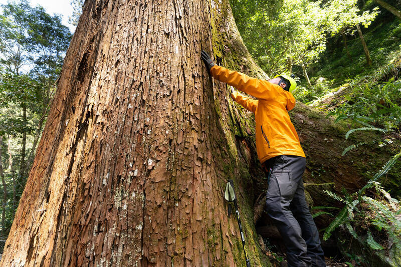 Pohon Tertinggi di Taiwan Terungkap, Setinggi 84,1 Meter!