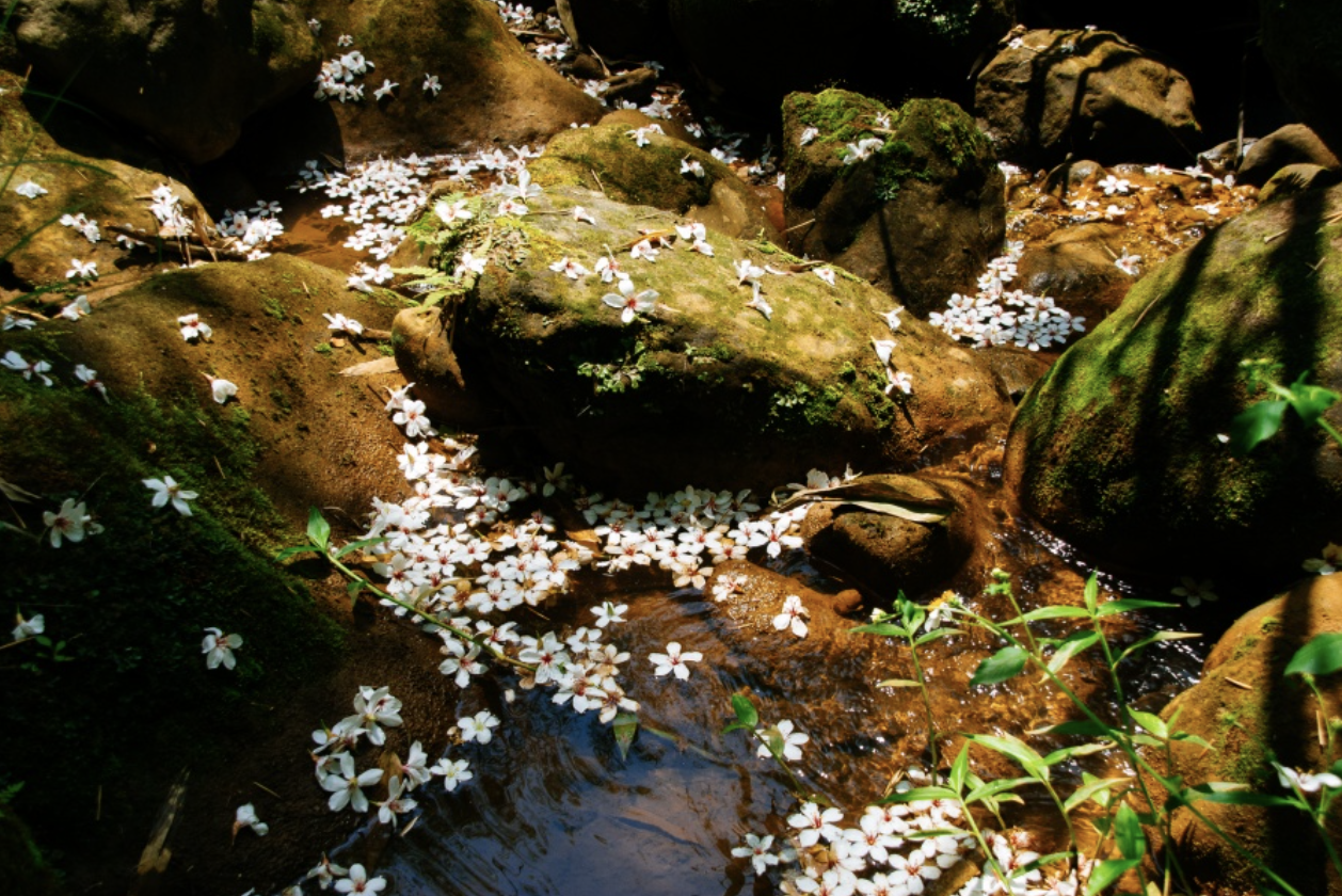 Pesona Bunga Tung di Miaoli, Yunlin, Taichung dan Taoyuan