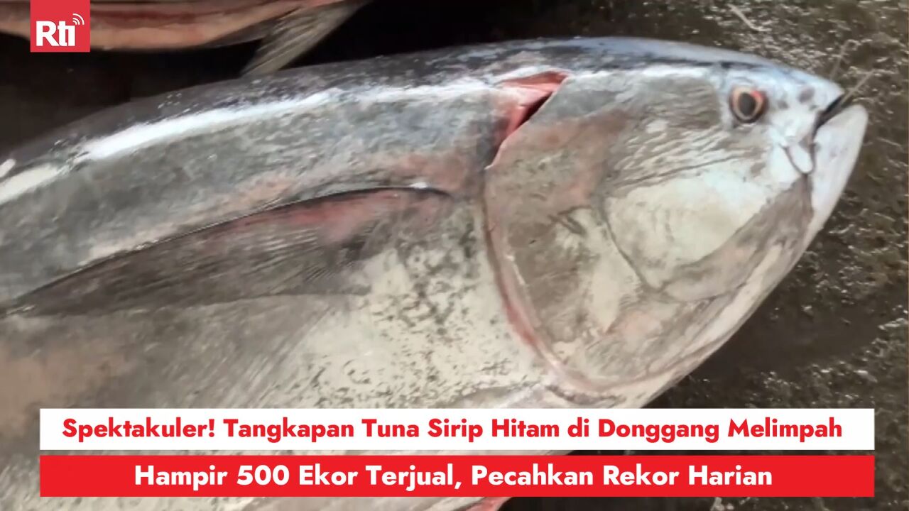 Spektakuler! Tangkapan Tuna Sirip Hitam di Donggang Melimpah, Hampir 500 Ekor Terjual, Pecahkan Rekor Harian 圖/Rti