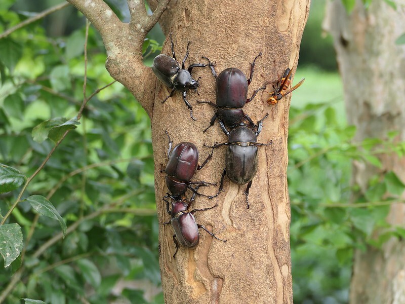 Ekosistem Terancam! Pekerja Migran Guncang Pohon untuk Tangkap Kumbang: Mau Digoreng untuk Disantap!